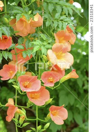 Flower of a novy Kazura 23318341