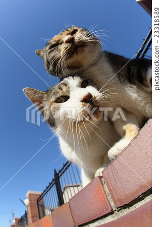 一隻貓 23318589