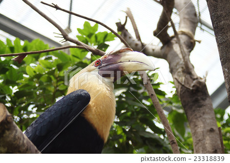 Papua wrinkle hornbill 23318839