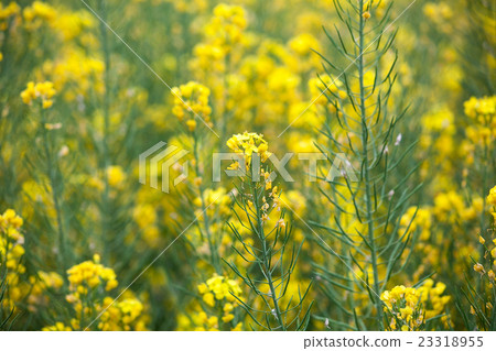 rapeseed field 23318955