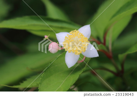 Sweet Tea (Mei Hana Sweet Tea) Flower 23319043