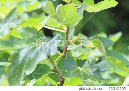 The fruit of FIG. The fruit of FIG. 23319205