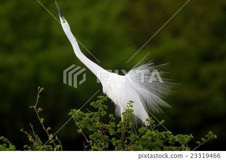 大輔的羽毛繁殖 大輔的羽毛繁殖 23319466