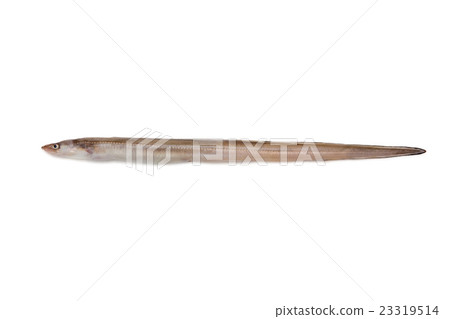 eel eel 23319514