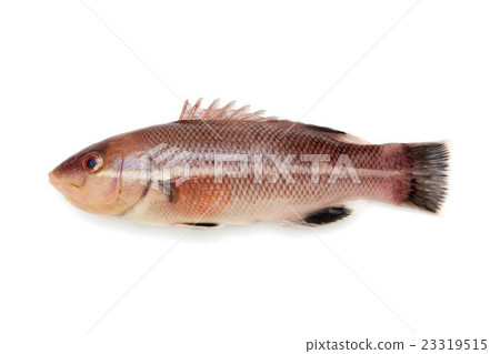 Kobudai fish Kobudai fish 23319515