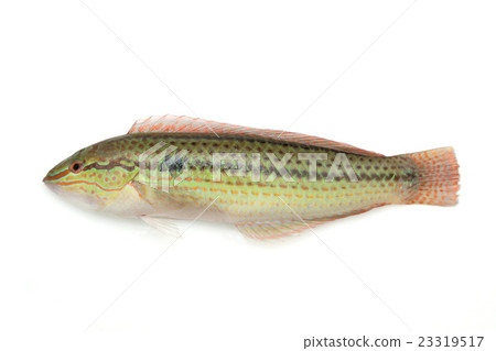 Male of the cucumber Male of the cucumber 23319517