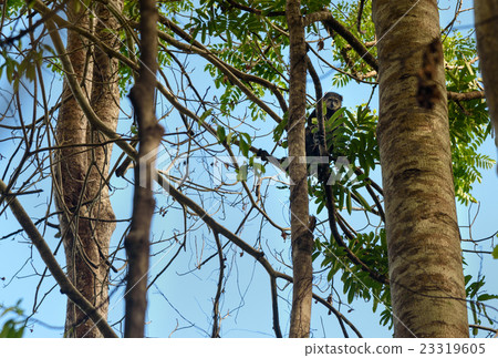 Bear Cuscus (Ailurops ursinus) in tree 23319605