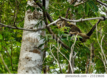 Bear Cuscus (Ailurops ursinus) in tree Bear Cuscus (Ailurops ursinus) in tree 23319606