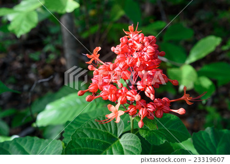 Red Clerodendrum Paniculatum flower Red Clerodendrum Paniculatum flower 23319607