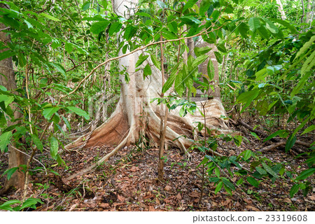 Giant ficus tree in Tangkoko National Park. Giant ficus tree in Tangkoko National Park. 23319608