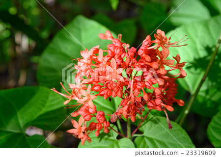 Red Clerodendrum Paniculatum flower 23319609