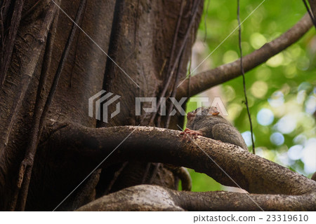 Spectral Tarsier on tree in Tangkoko National Park Spectral Tarsier on tree in Tangkoko National Park 23319610