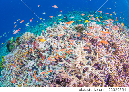 Yae dune diving 23320264