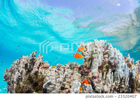 Hakimanbushi 23320407