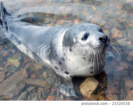Harp seal  (Pagophilus groenlandicus) 23320538