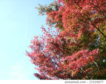 I'm a leaf and an airplane I'm a leaf and an airplane 23320677