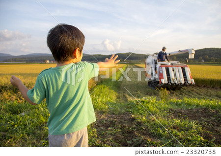 Rice Crop Harvest and Boys 23320738