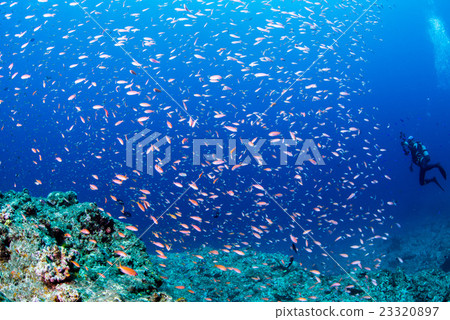 Madder eggplant Madder eggplant 23320897