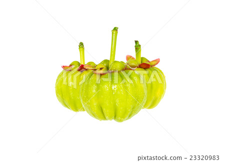 Garcinia cambogia fresh fruit, isolated on white. Garcinia cambogia fresh fruit, isolated on white. 23320983
