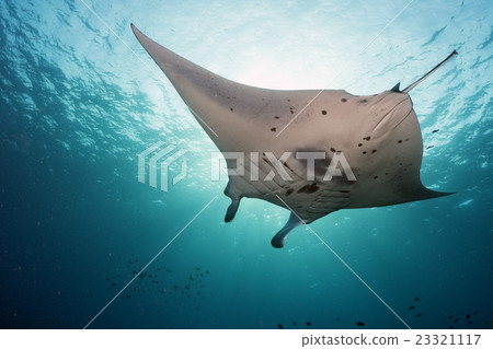 Manta underwater in the blue ocean background 23321117
