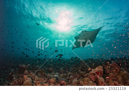 Manta underwater in the blue ocean background 23321119