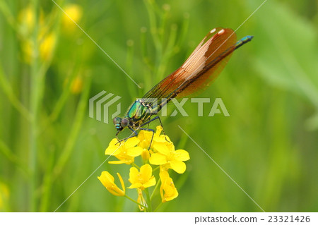 Diphone kawatombo (immature male / orange wing type) 23321426