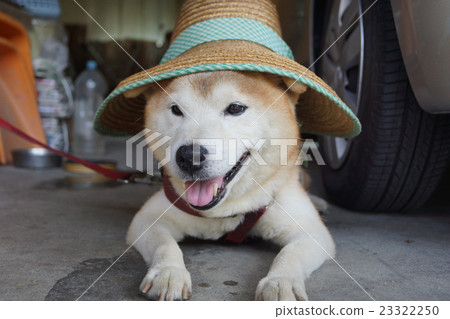 我和一隻狗和一頂草帽 23322250