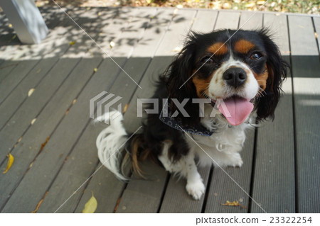 狗和我 狗和我 23322254