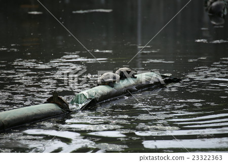 Pond turtle Pond turtle 23322363