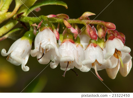 Flowering cranberries 23322450