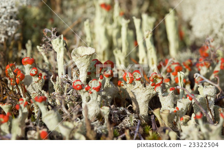 The rare phenomenon of nature. flowering moss 23322504