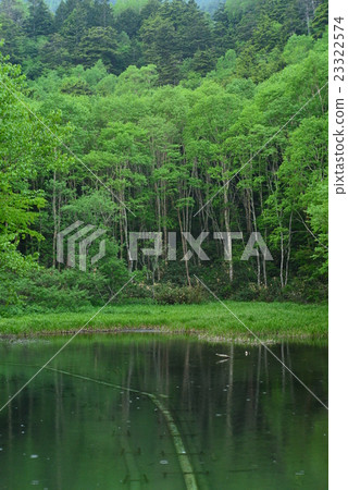 Fresh green reversal pond Fresh green reversal pond 23322574