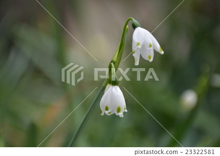 雪花 雪花 23322581