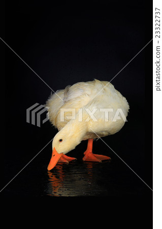 duck 23322737