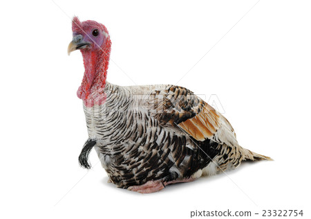silvery turkey-cock silvery turkey-cock 23322754