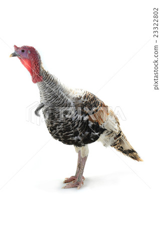 silvery turkey-cock 23322802