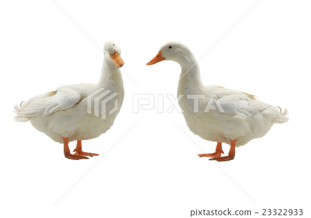 Two duck 23322933