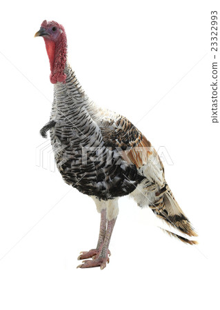 silvery turkey-cock 23322993