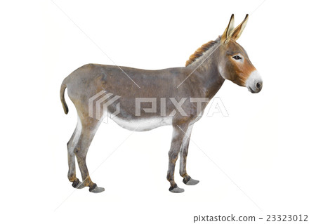 donkey 23323012