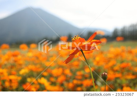 Cosmos field of Ikoma Plateau Cosmos field of Ikoma Plateau 23323067