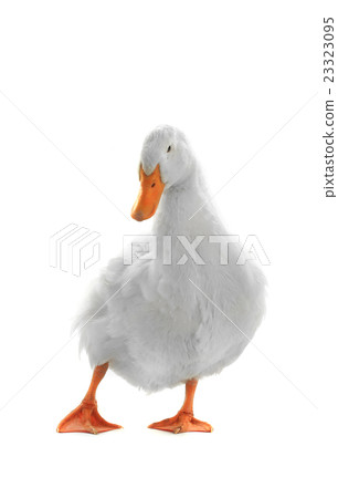 duck duck 23323095