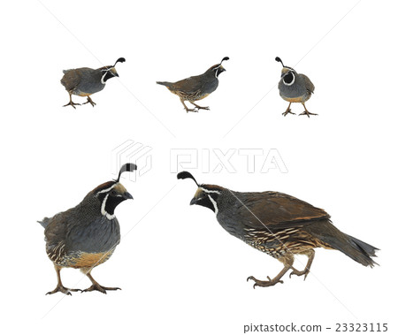 California Quail California Quail 23323115