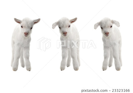 three goat 23323166