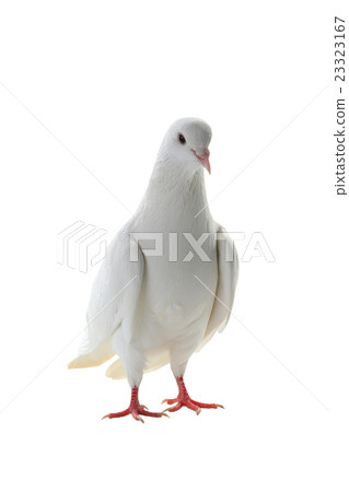 white pigeon 23323167