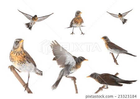 portrait thrush portrait thrush 23323184