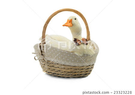duck duck 23323228