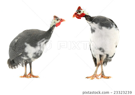 Guinea fowl 23323239