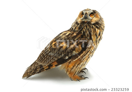 owl owl 23323259