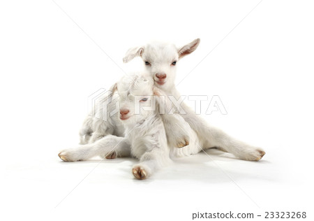 two goat 23323268