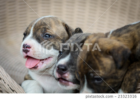 pitbull puppy dog pitbull puppy dog 23323316